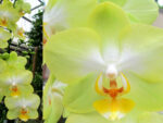 Phalaenopsis PH 198