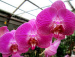 Phalaenopsis PH 199