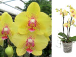 Phalaenopsis PHM 057 Multiflora 'Dragon'