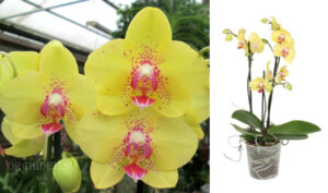 Phalaenopsis PHM 057 Multiflora 'Dragon'