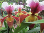 Paphiopedilum American hybrid 002