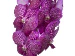 Vanda Magenta Glitter