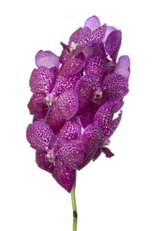 Vanda Magenta Glitter