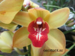 Сymbidium hybrid 04