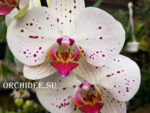 Phalaenopsis PH 207
