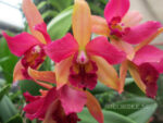 Cattleya hybrid 023