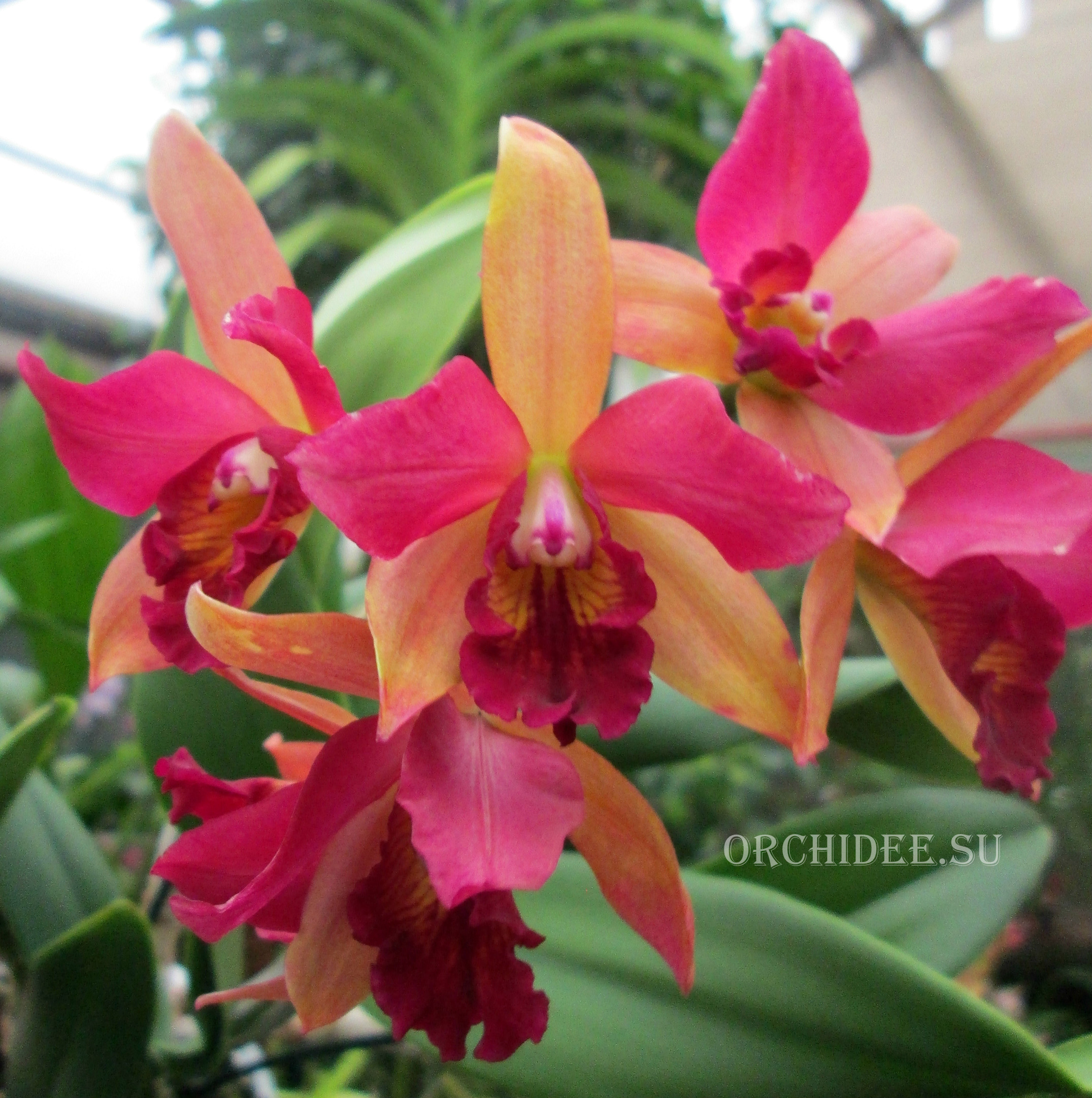 Cattleya hybrid 023