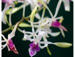 Dendrobium Lowana Nioka