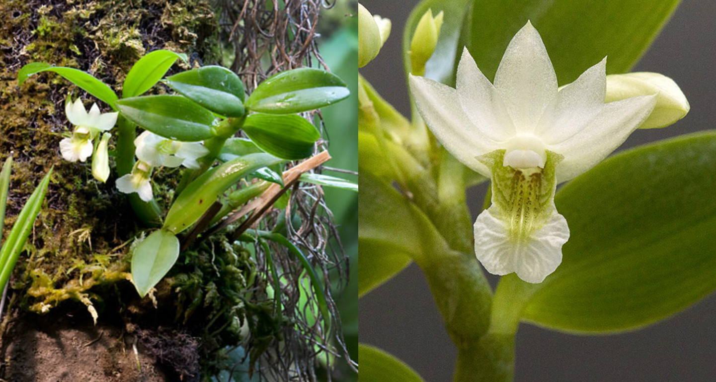 Dendrobium oligophyllum