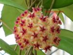 Hoya erythrostemma red