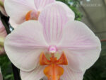 Phalaenopsis PH 205