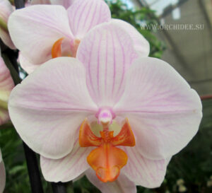 Phalaenopsis PH 205