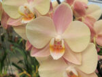 Phalaenopsis PH 206