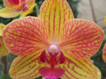 Phalaenopsis PHM 062 Geel