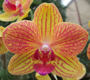 Phalaenopsis PHM 062 Geel