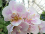 Phalaenopsis PHM 058