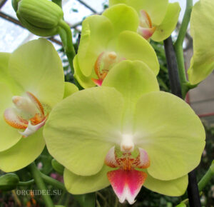 Phalaenopsis PY 009 Yellow Parakeet