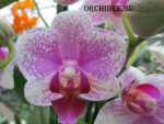 Phalaenopsis PHM 061 Anthura Rotterdam