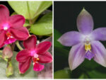 Phalaenopsis Nobby's Pasific Sunset x Tzu Chiang's Violet