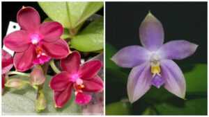 Phalaenopsis Nobby's Pasific Sunset x Tzu Chiang's Violet