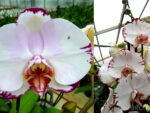 Phalaenopsis Ta Lin Freeds x Doritaenopsis Sun Prince