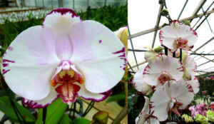 Phalaenopsis Ta Lin Freeds x Doritaenopsis Sun Prince