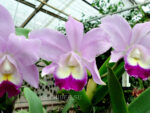 Cattleya hybrid 021