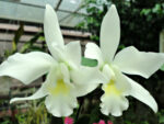 Cattleya hybrid 013