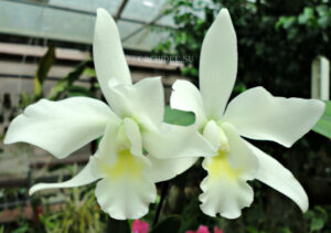 Cattleya hybrid 013