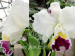 Cattleya hybrid 024