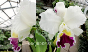 Cattleya hybrid 024