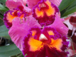 Cattleya hybrid 025