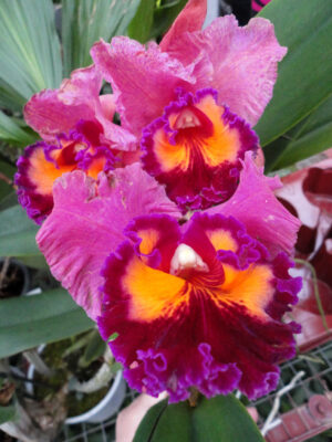 Cattleya hybrid 025