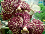 Vanda hybrid 02