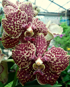 Vanda hybrid 02