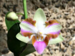 Phalaenopsis pulcherrima '4N'