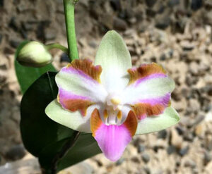 Phalaenopsis pulcherrima '4N'