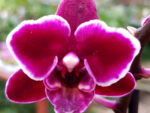 Phalaenopsis PHM 065