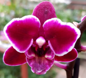 Phalaenopsis PHM 065