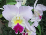 Cattleya hybrid 029