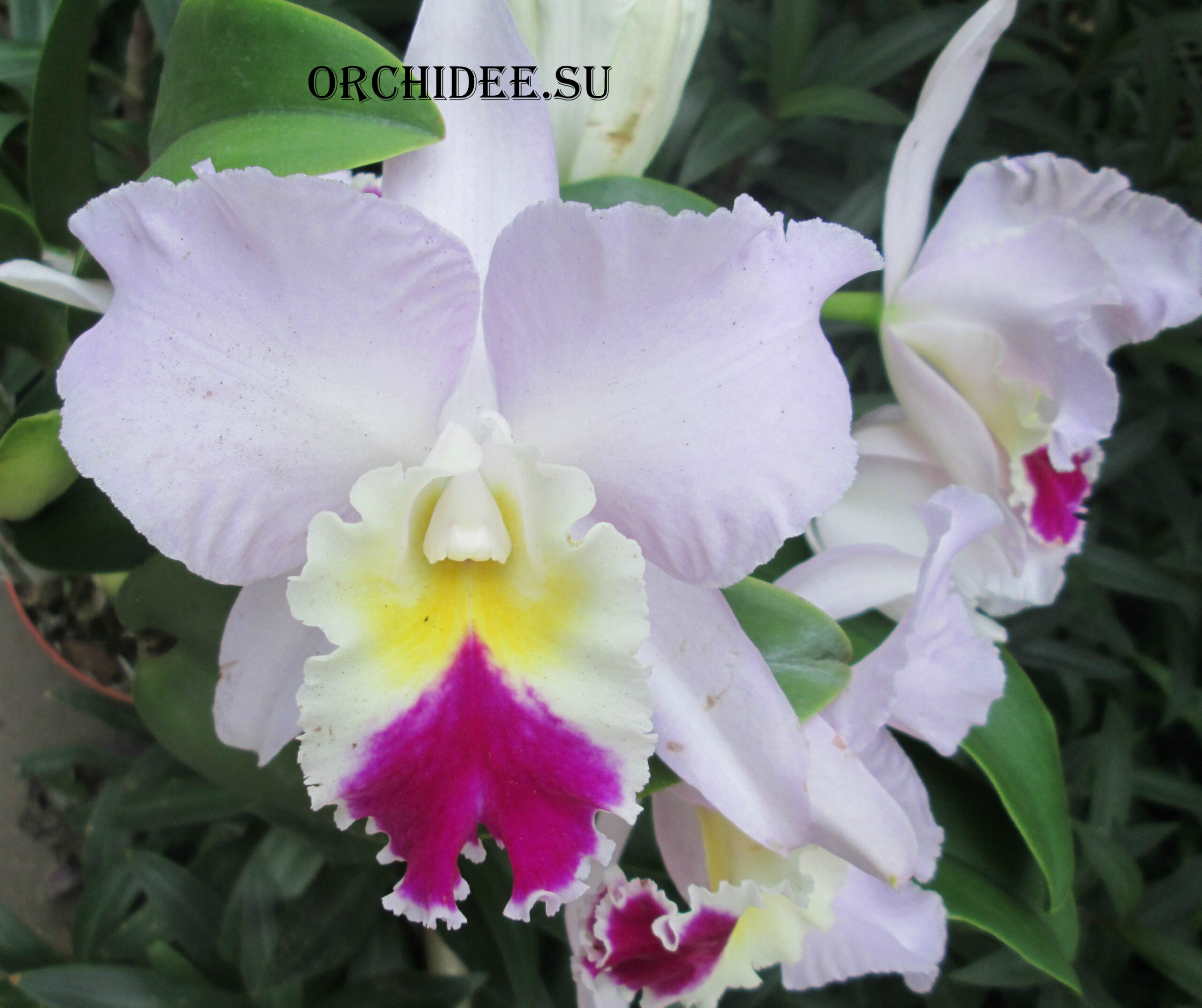 Cattleya hybrid 029