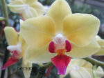 Phalaenopsis PHM 068 Fortune Salzman