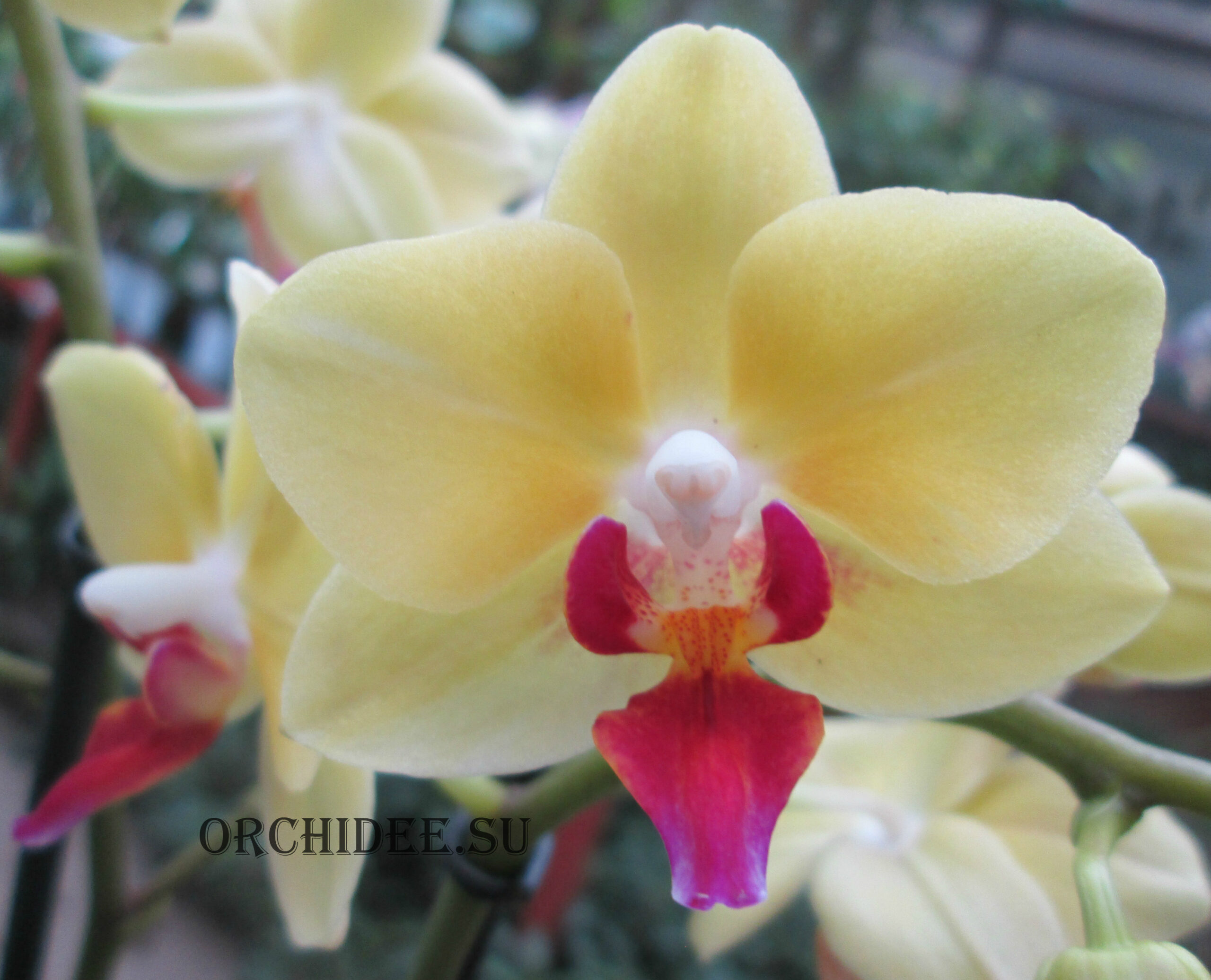 Phalaenopsis PHM 068 Fortune Salzman