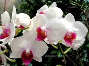 Phalaenopsis PHM 071 Red Lip 'Lovette'