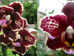 Phalaenopsis PHM 072 Bellinzona Harlekin type