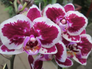 Phalaenopsis PHM 073