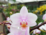 Phalaenopsis PHM 070