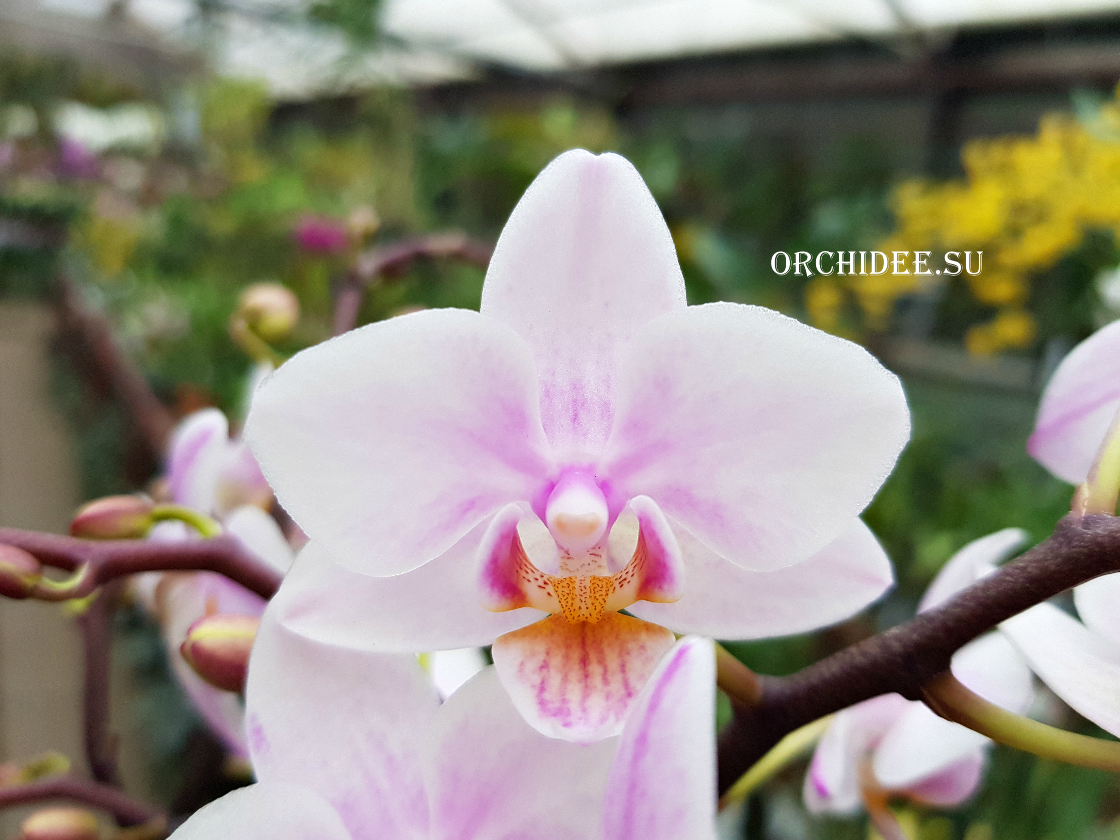 Phalaenopsis PHM 070