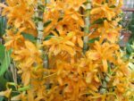 Dendrobium Stardust 'Firebird'
