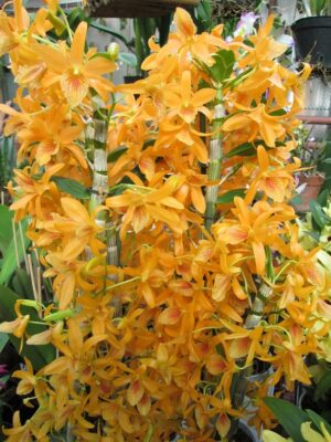 Dendrobium Stardust 'Firebird'